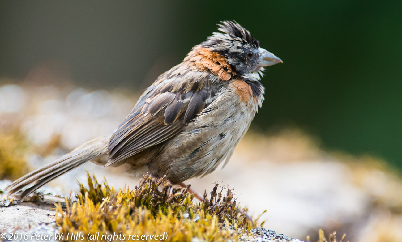 Sparrow Rufous-Collared (Zonotrichia capensis) – Costa Rica