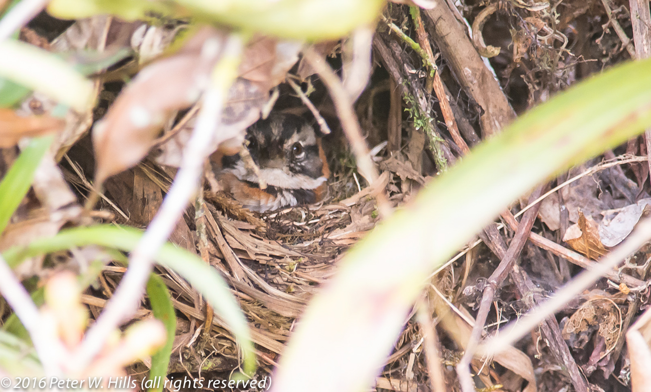 Sparrow Rufous-Collared (Zonotrichia capensis) nest – Costa Rica