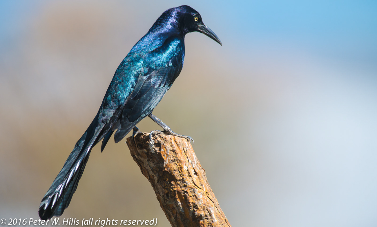 Grackle Great-Tailed (Quiscalus mexicanus) male – Costa Rica