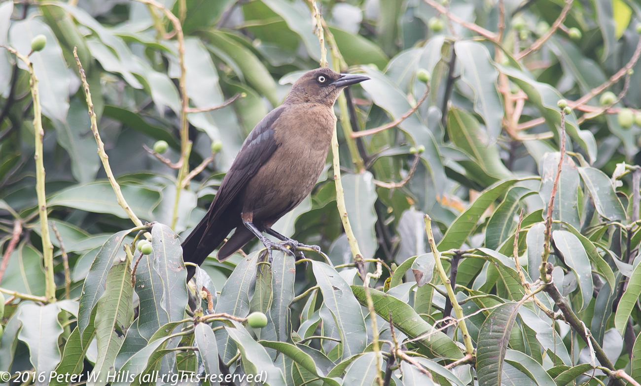 Grackle Great-Tailed (Quiscalus mexicanus) female – Mexico