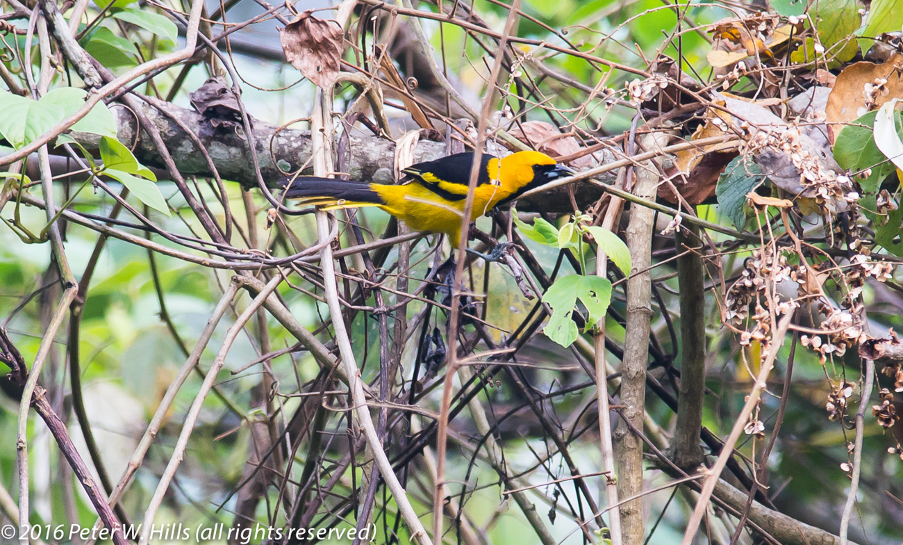 Oriole Yellow-Tailed (Icterus mesomelas) adult – Mexico