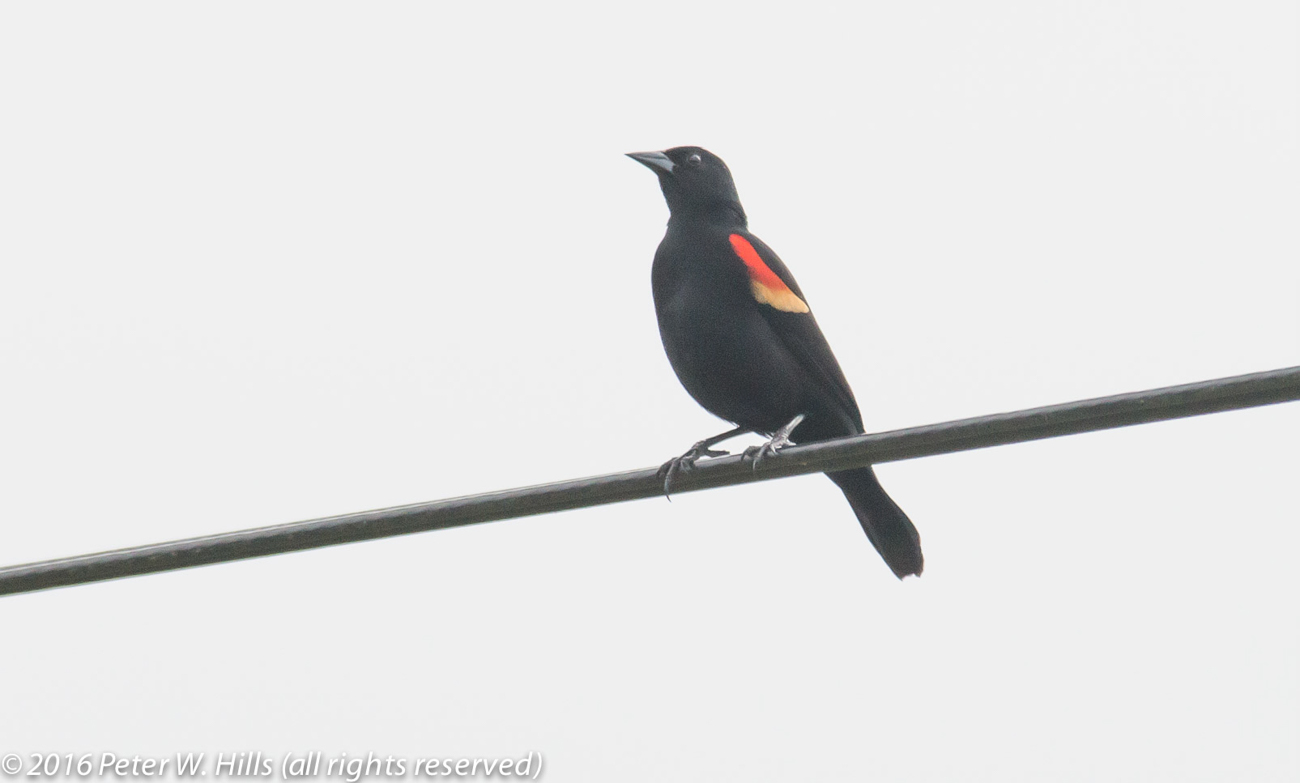 Blackbird Red-Winged (Agelaius phoeniceus) – Costa Rica