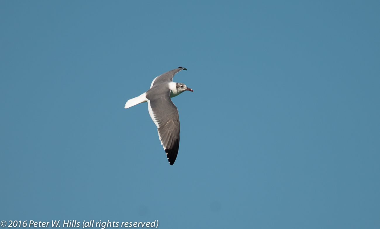 Gull Laughing (Leucophaeus atricilla) immature in flight – Cuba