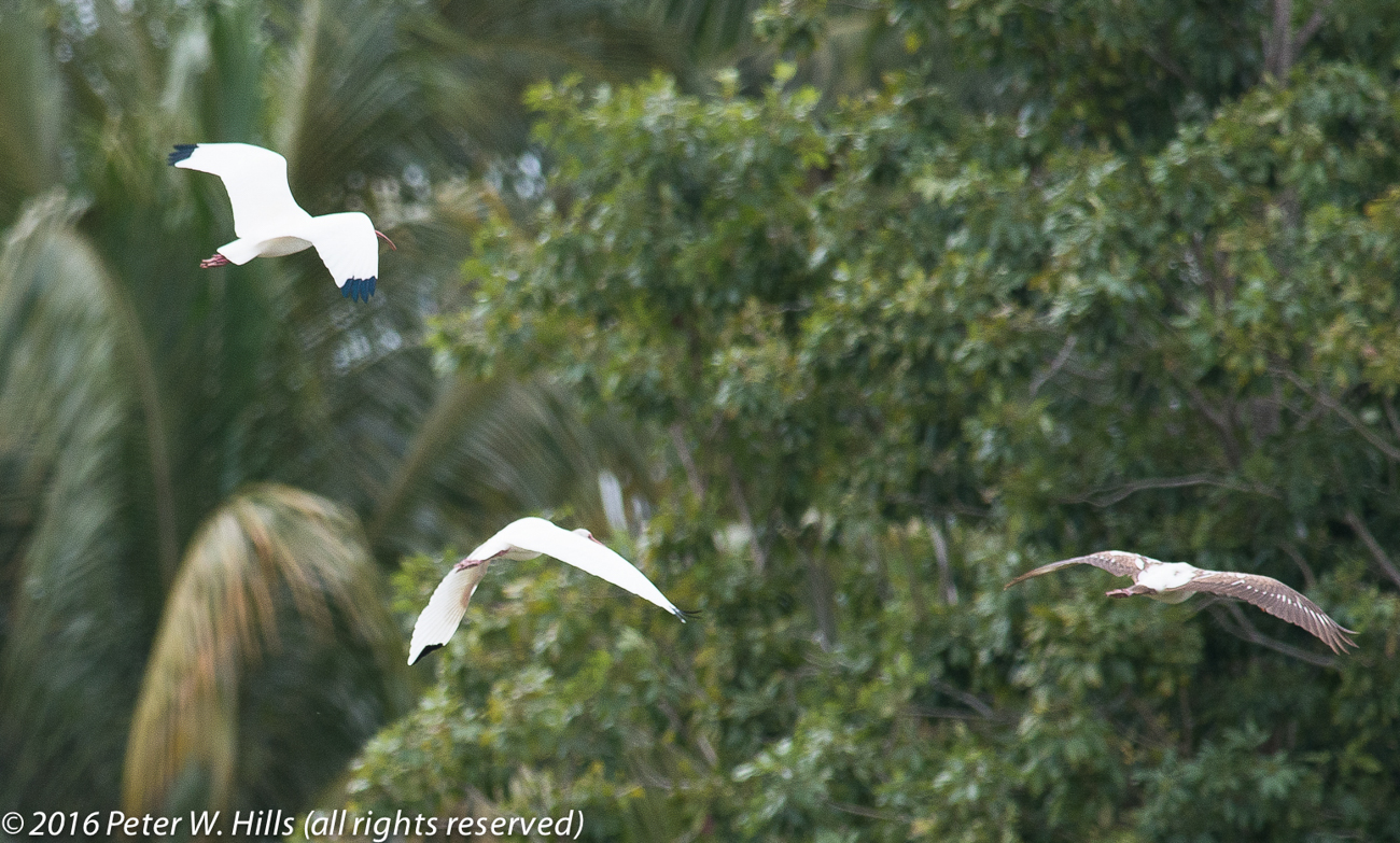 Ibis American White (Eudocimus albus) adult & imm in flight  – Cuba