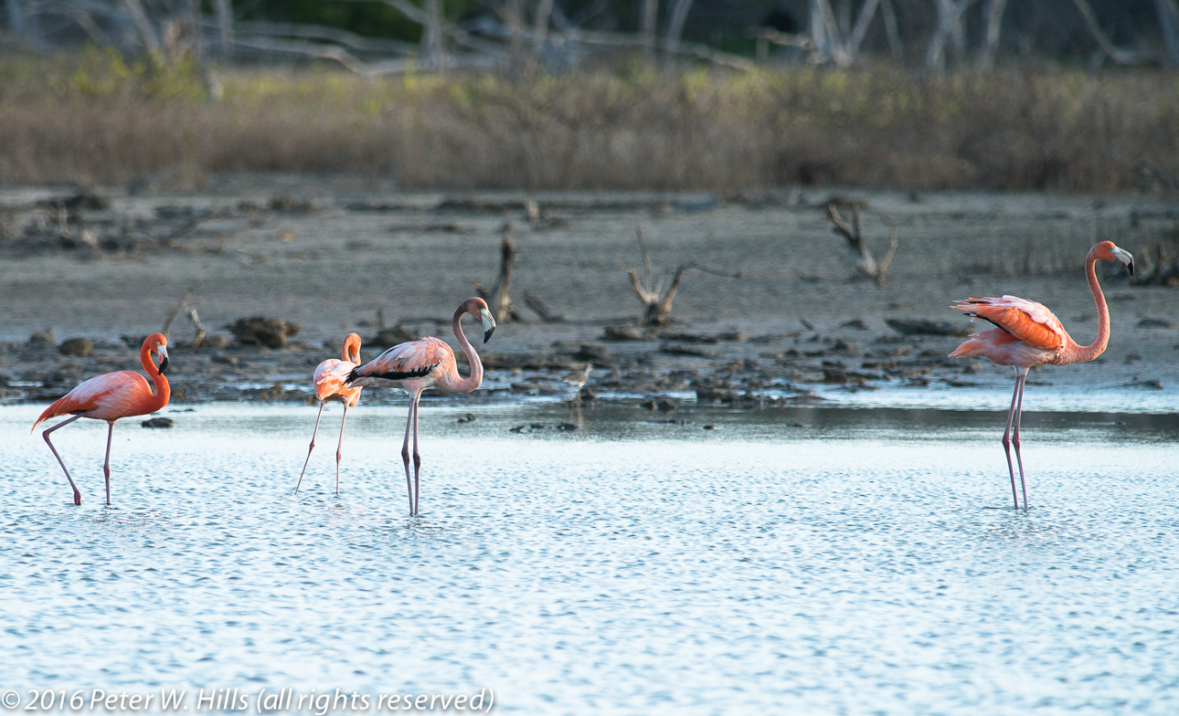 Flamingo American [Greater] (Phoenicopterus ruber) juvenile – Cuba