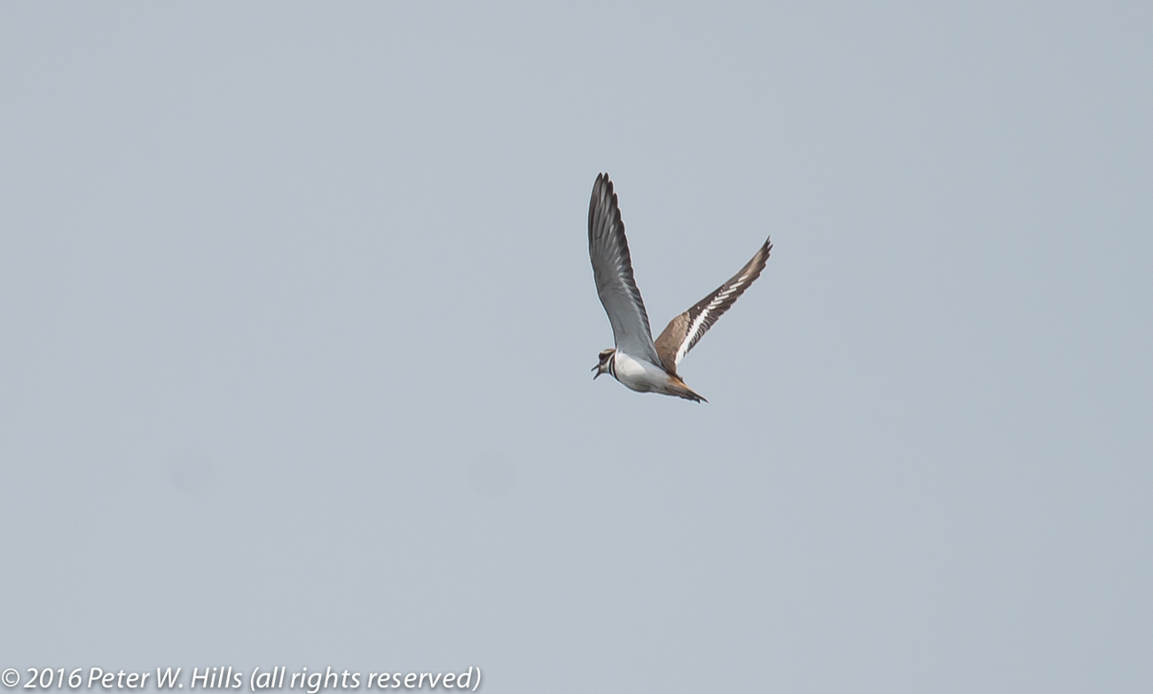 Killdeer (Charadrius vociferus) in flight – Cuba