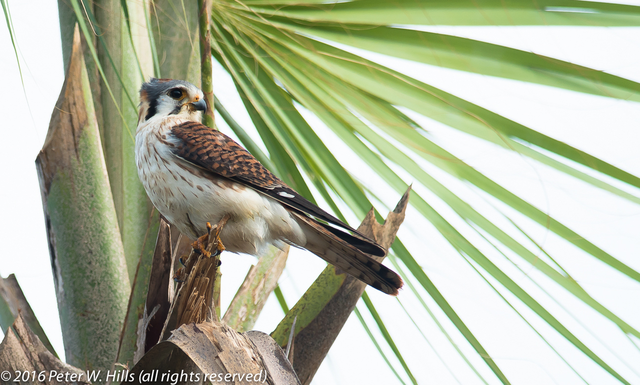 Kestrel American (Falco sparverius) hispaniola race – Cuba