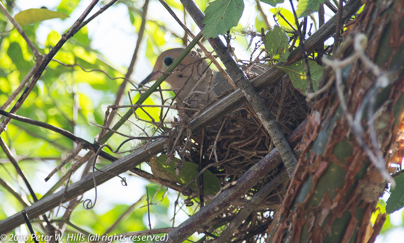 Dove White-Winged (Zenaida asiatica) on nest – Cuba