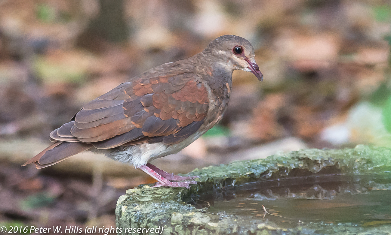Dove Common Ground (Columbina passerina) – Cuba