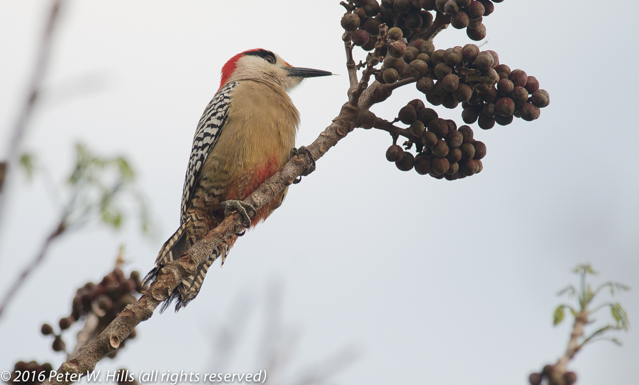 Woodpecker West Indian (Melanerpes superciliaris) male – Cuba