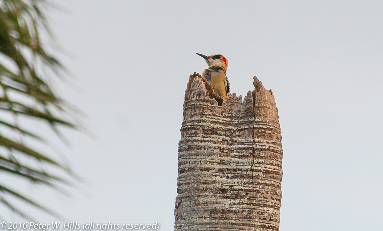 Woodpecker West Indian (Melanerpes superciliaris) female – Cuba