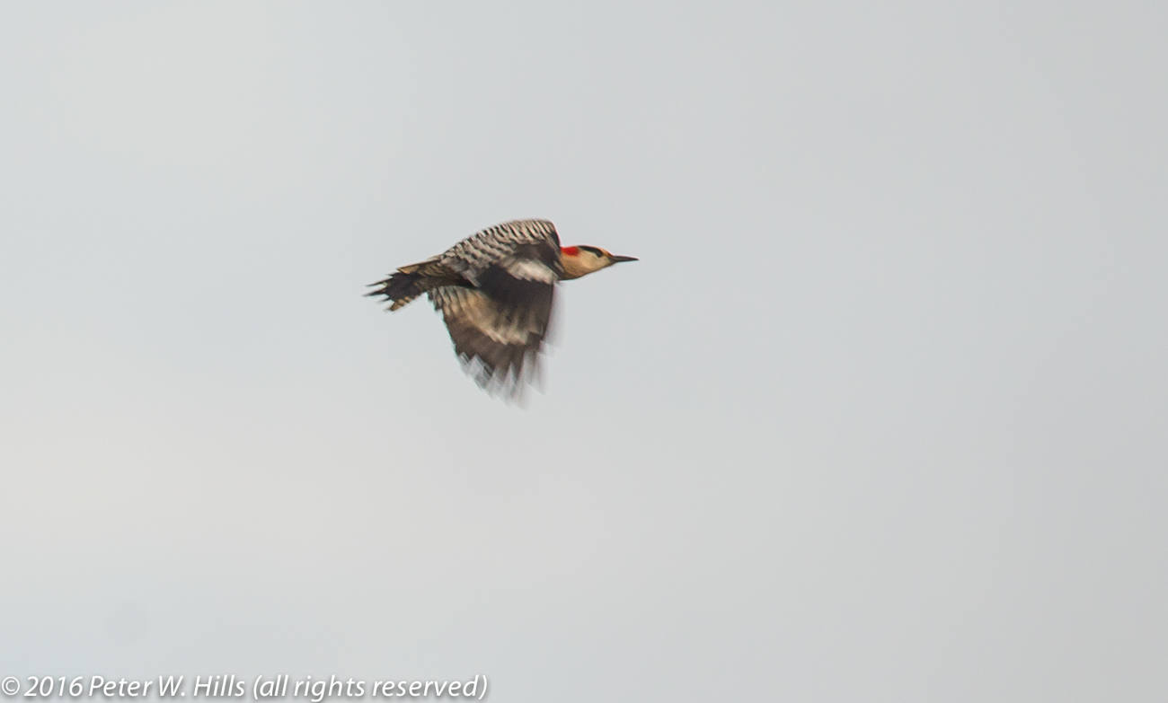 Woodpecker West Indian (Melanerpes superciliaris) female in flight – Cuba