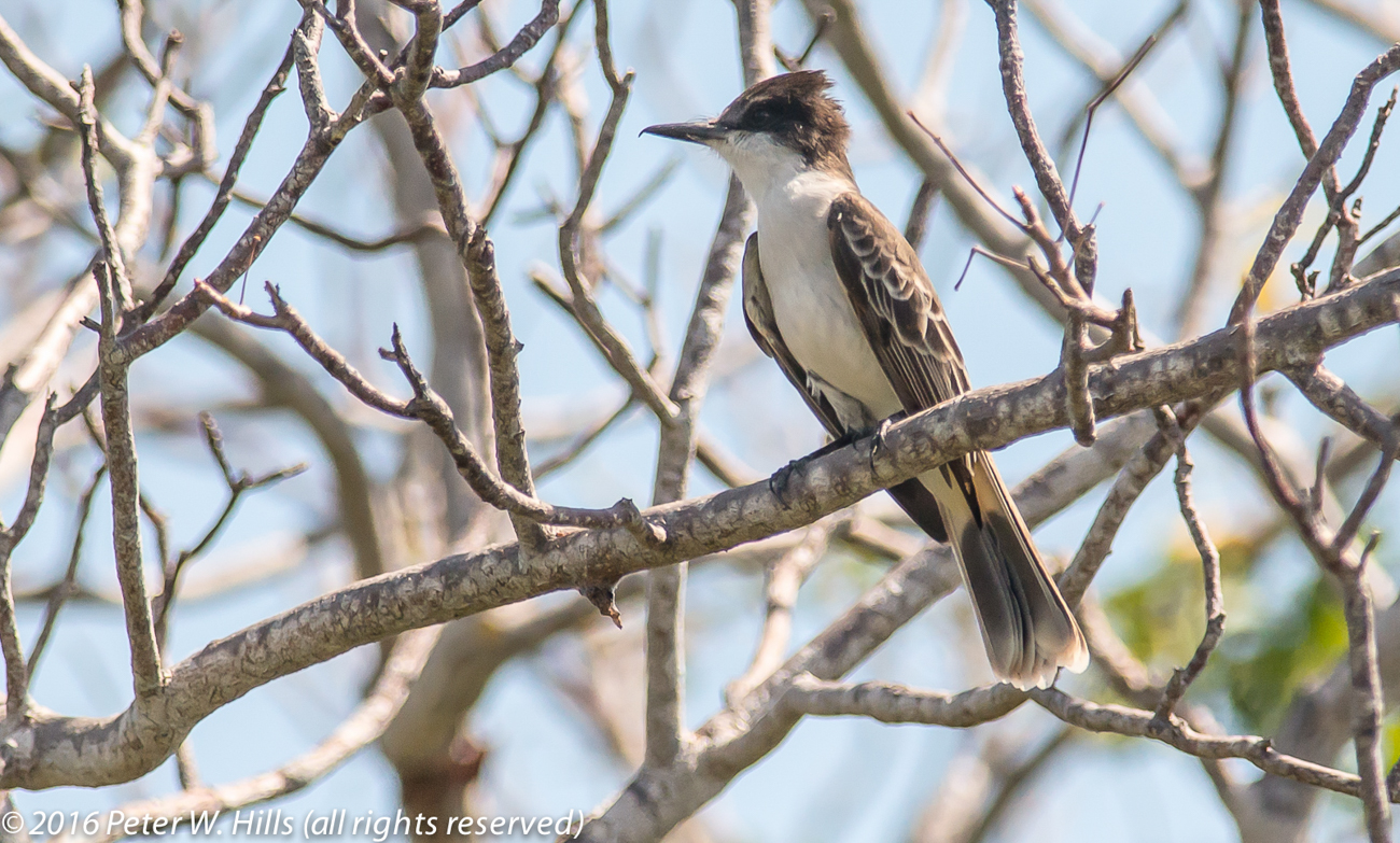 Kingbird Loggerhead (Tyrannus caudifasciatus) – Cuba