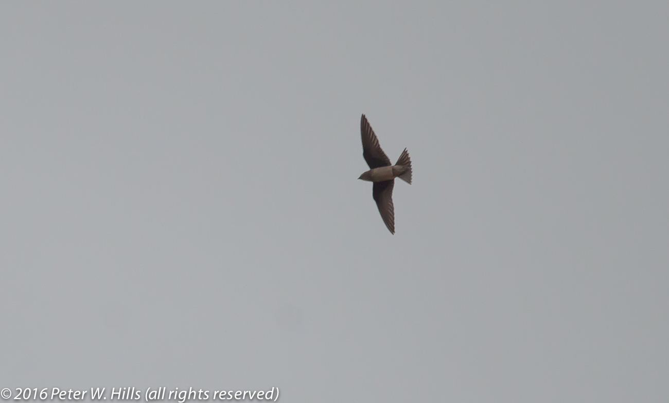 Swallow Cave (Petrochelidon fulva) in flight – Cuba