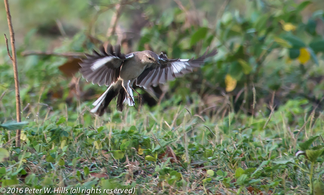 Mockingbird Northern (Mimus polyglottos) open wings – Cuba