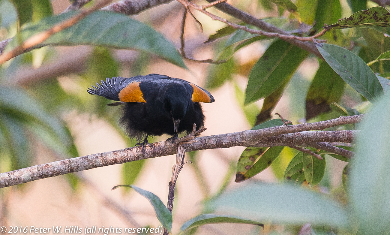 Blackbird Tawny-Shouldered (Agelaius humeralis) – Cuba