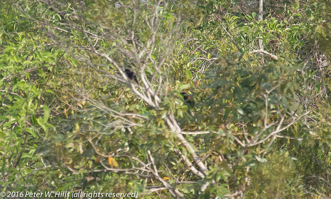 Blackbird Red-Shouldered (Agelaius assimilis) endemic – Cuba