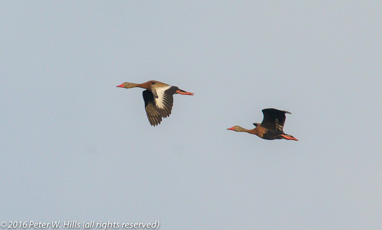 Duck Black-Bellied Whistling (Dendrocygna autumnalis) in flight – Mexico