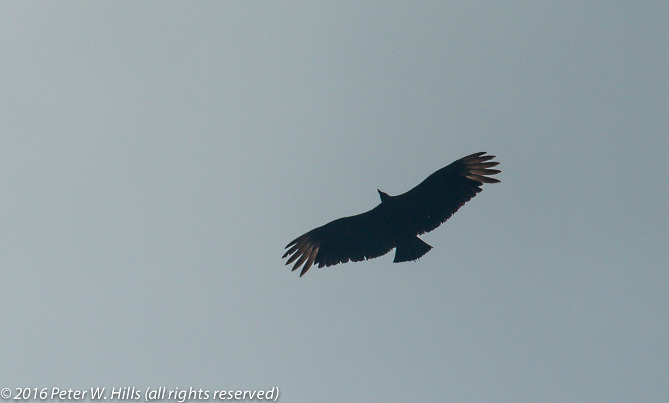 Vulture Black (Coragyps atratus) in flight – Mexico