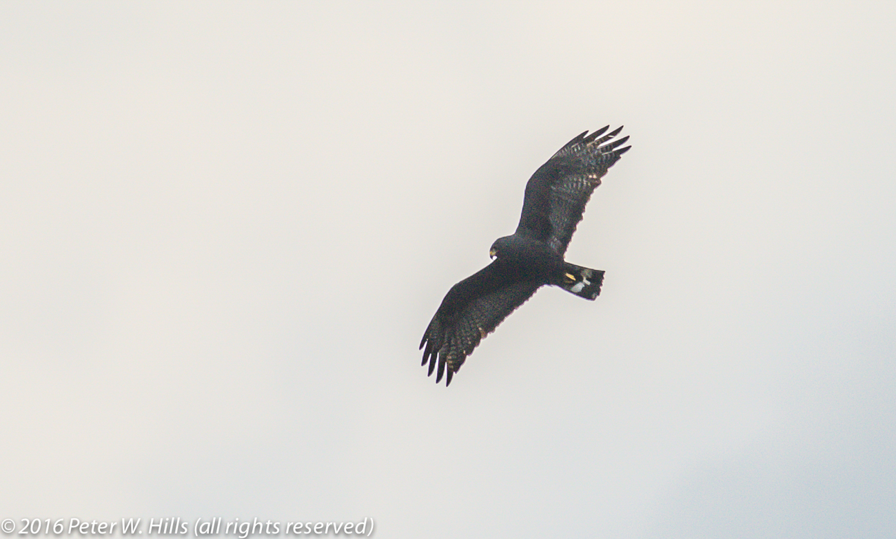 Hawk Zone-Tailed (Buteo albonotatus) in flight – Mexico