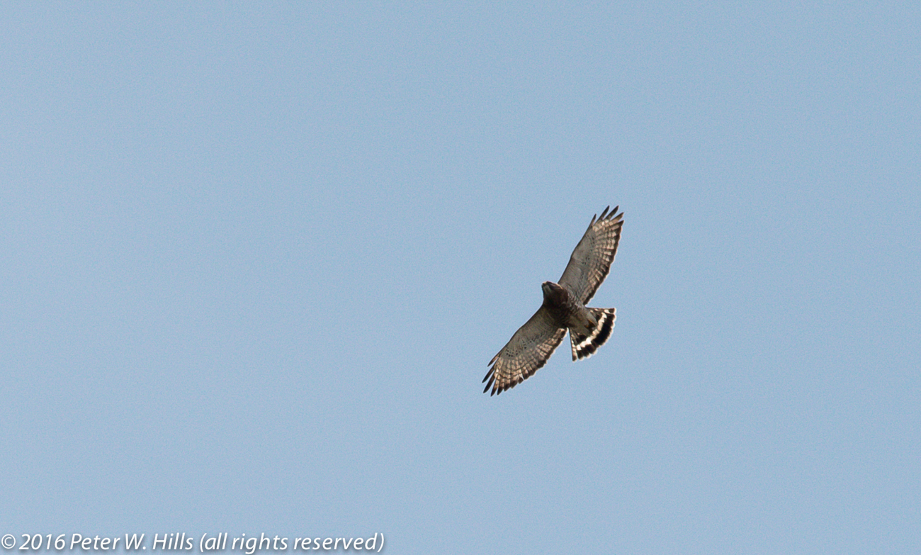 Hawk Broad-Winged (Buteo platypterus) in flight – Mexico
