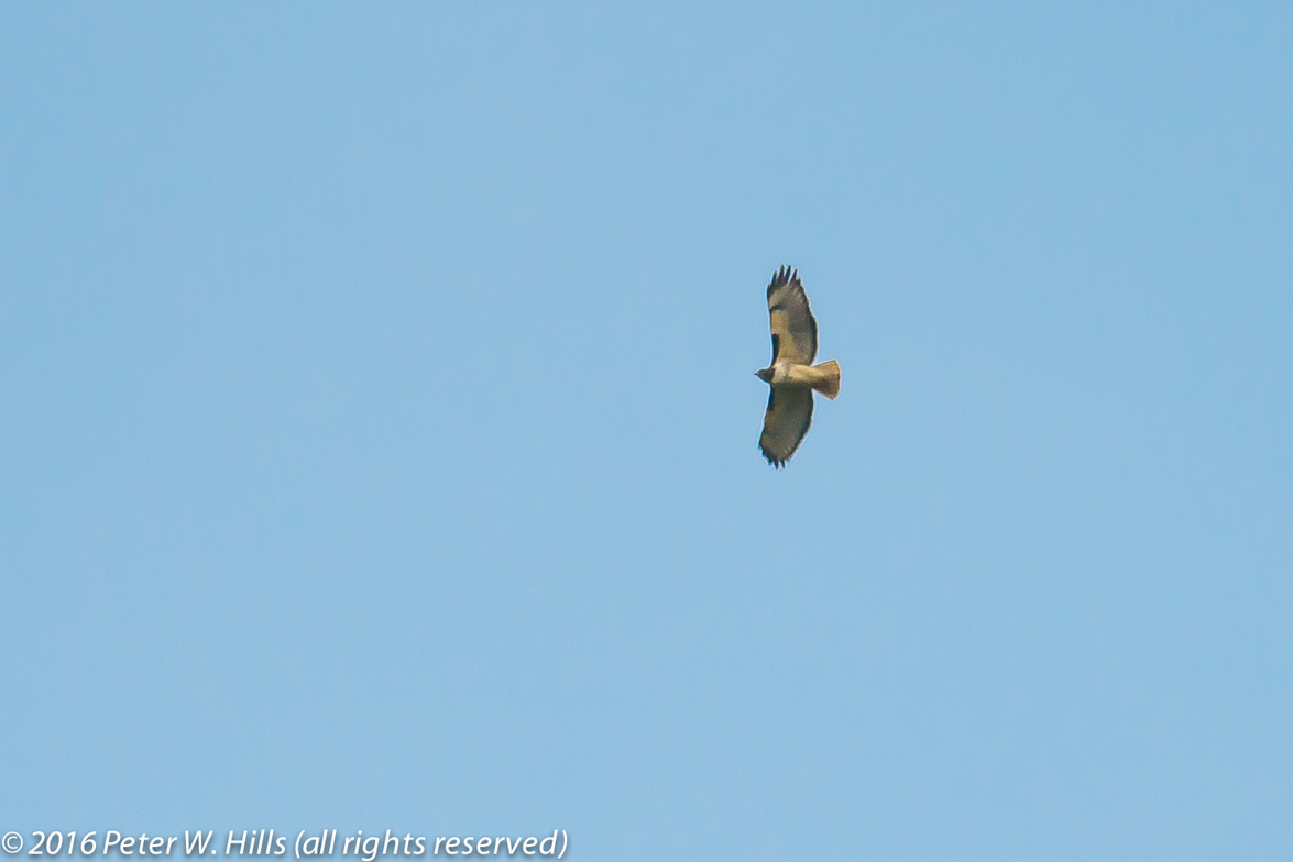 Hawk Red-Tailed (Buteo jamaicensis) migrating – Mexico