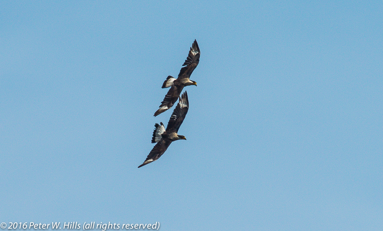 Caracara Northern Crested (Caracara cheriway) pair in flight – Mexico