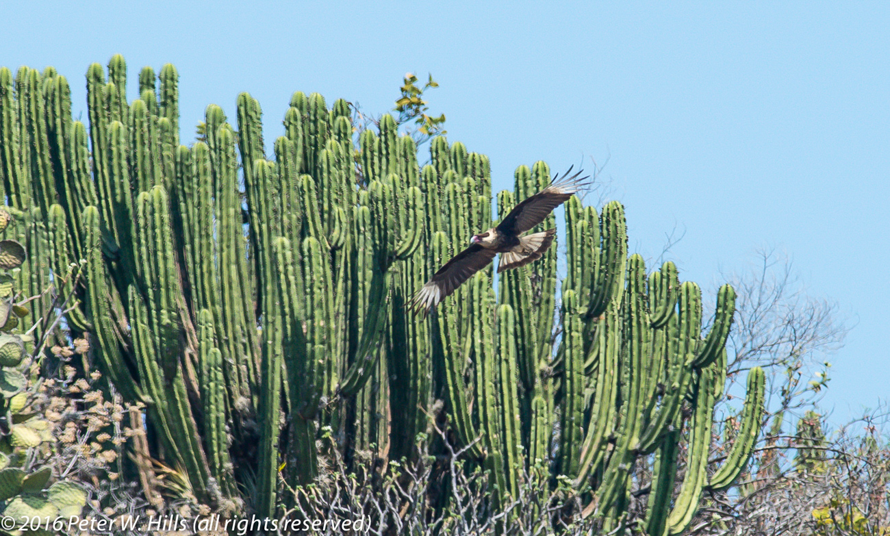Caracara Northern Crested (Caracara cheriway) in flight – Mexico