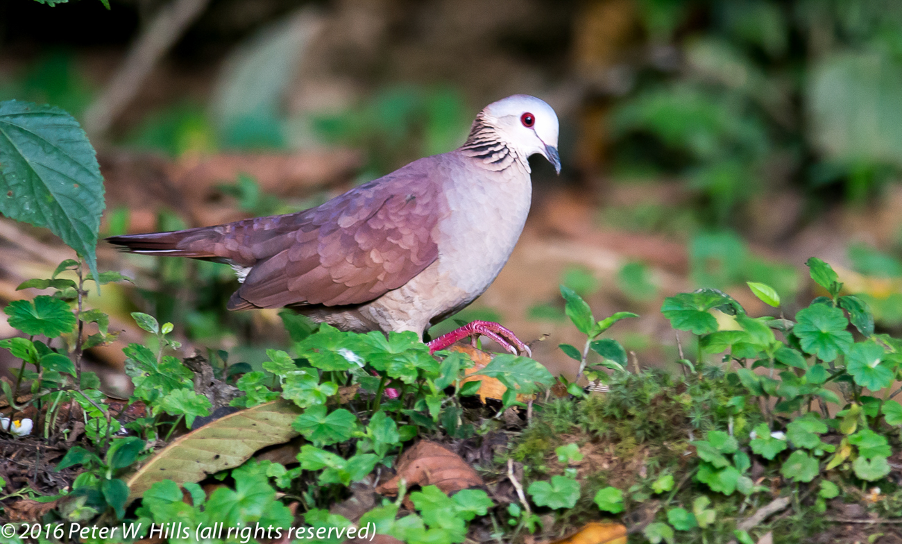 Dove White-Faced Quail (Geotrygon albifacies) endemic – Mexico