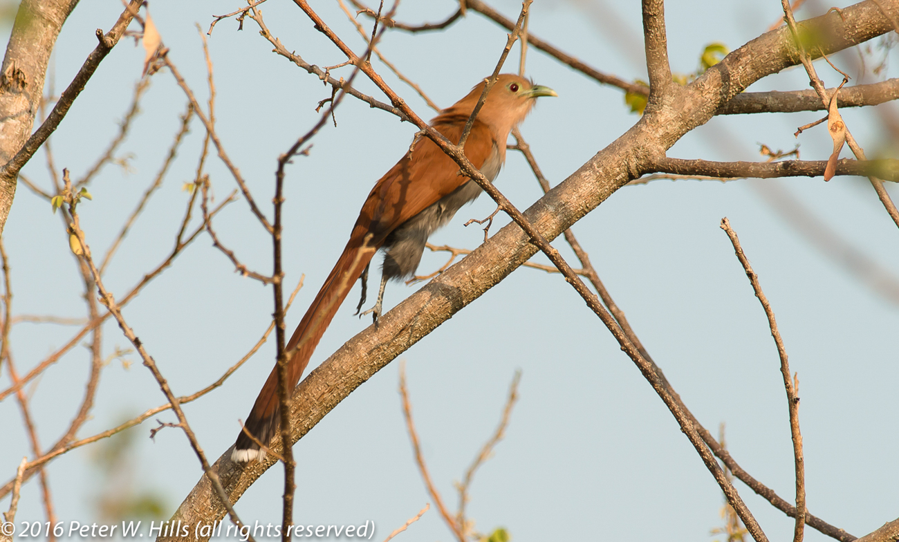Cuckoo Squirrel (Piaya cayana) – Mexico