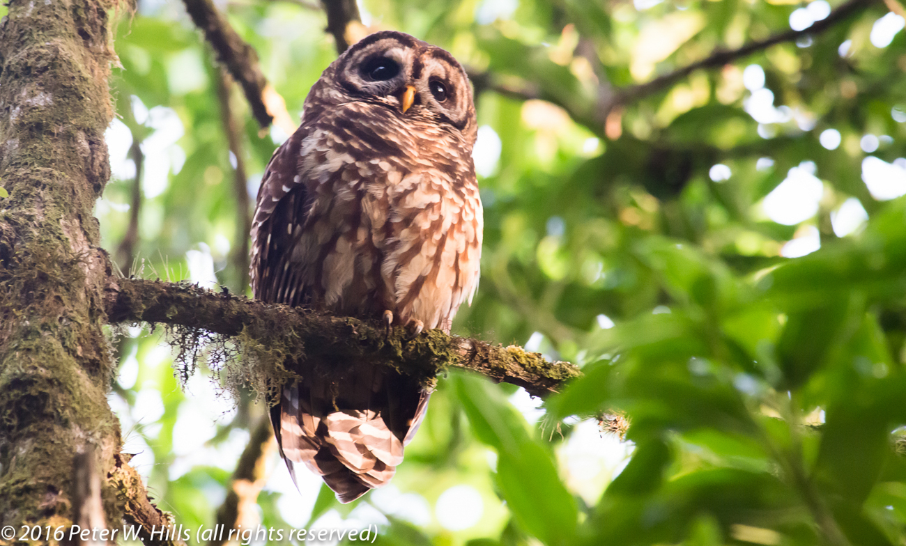 Owl Fulvous (Strix fulvescens) endemic – Mexico