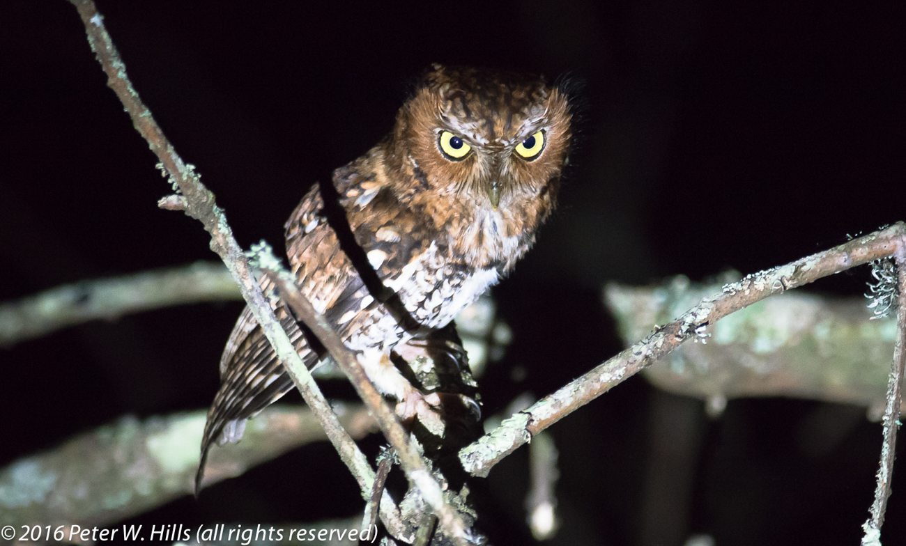 Owl Bearded Screech (Megascops barbarus) near endemic – Mexico