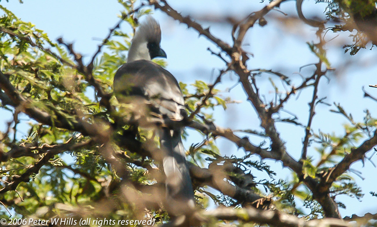 Go-Away-Bird Bare-Faced (Corythaixoides personatus) – Kenya