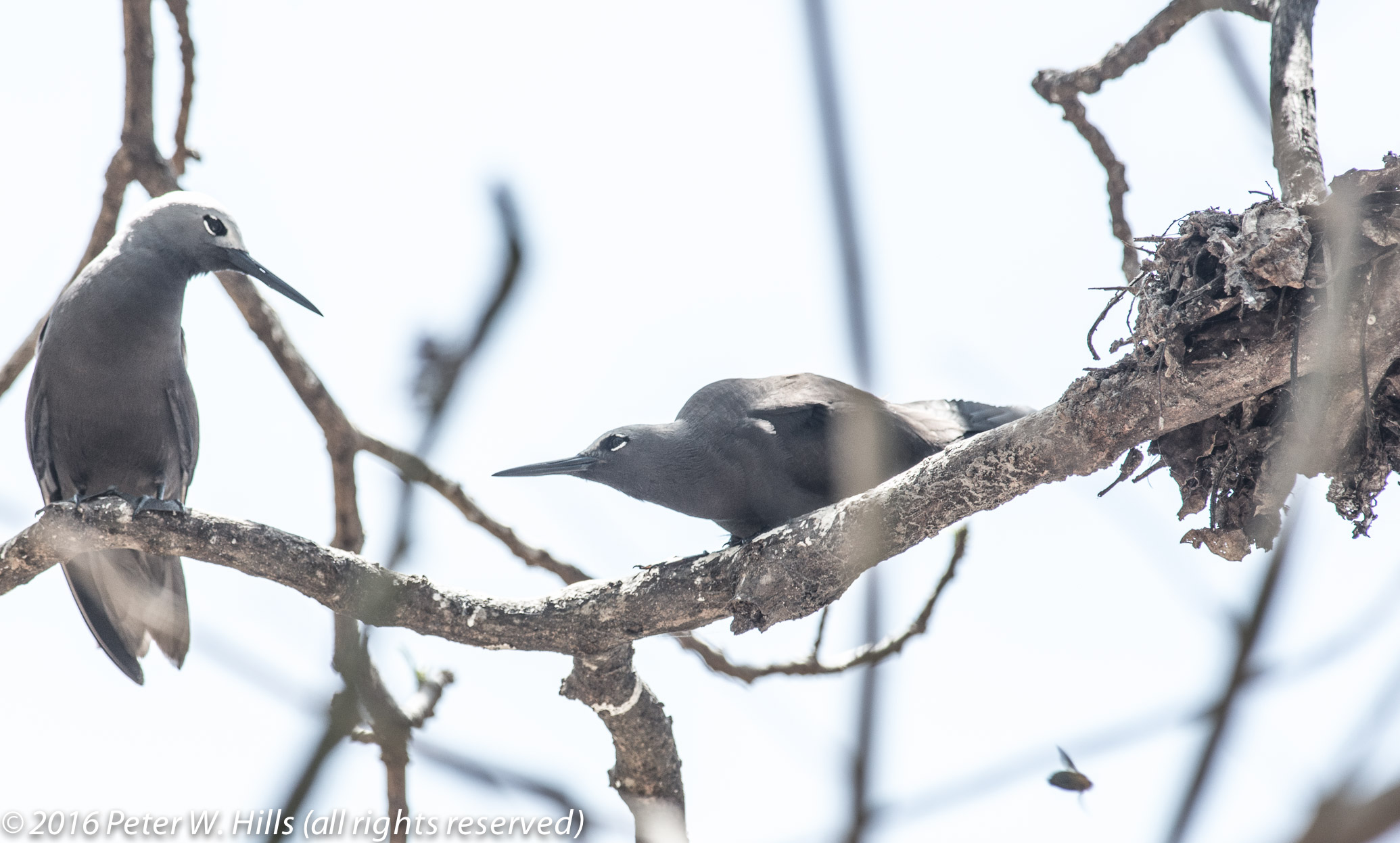 Noddy Lesser (Anous tenuirostris) adult with immature at nest – Seychelles