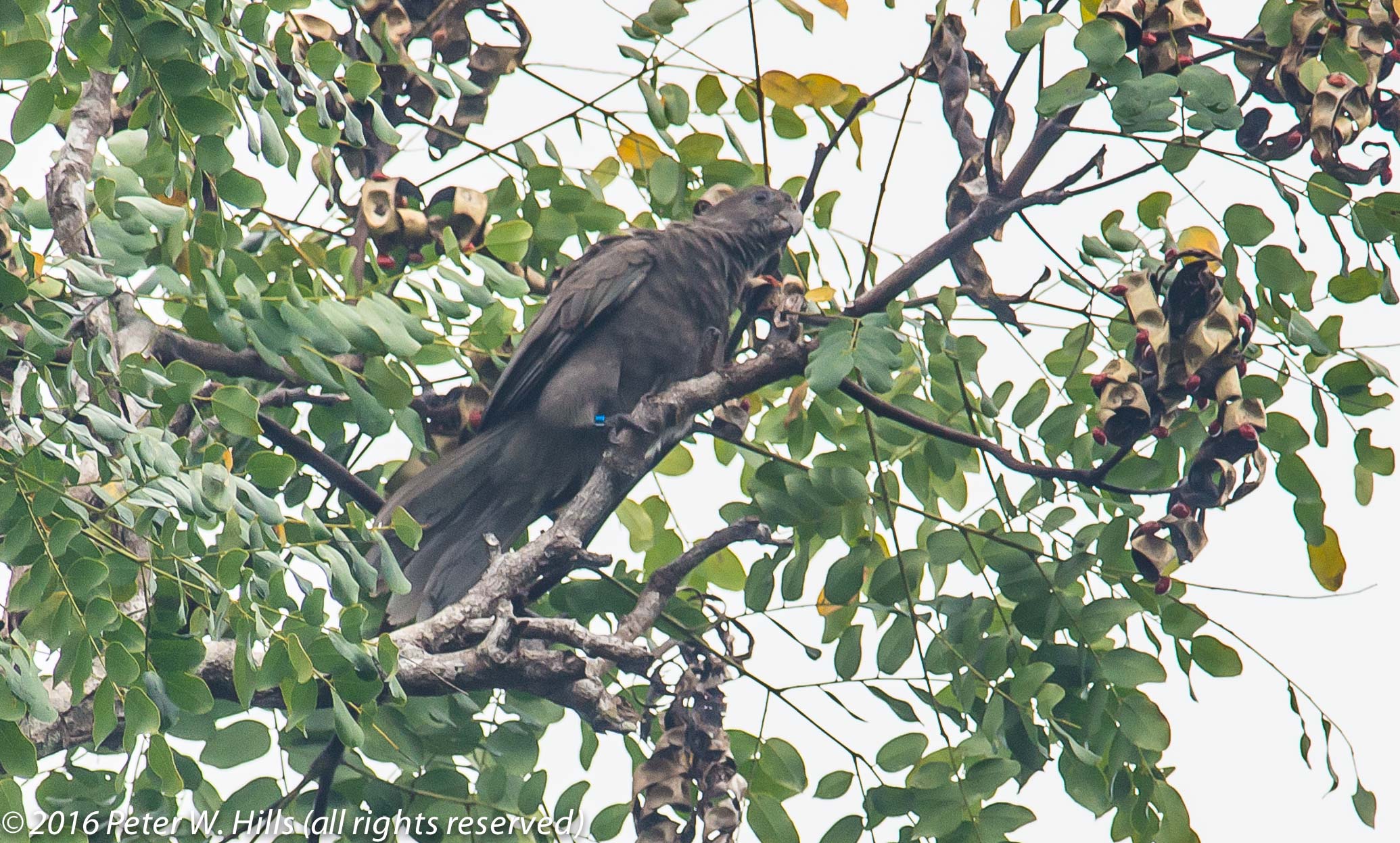 Parrot Seychelles Black (Coracopsis barklyi) endemic – Seychelles