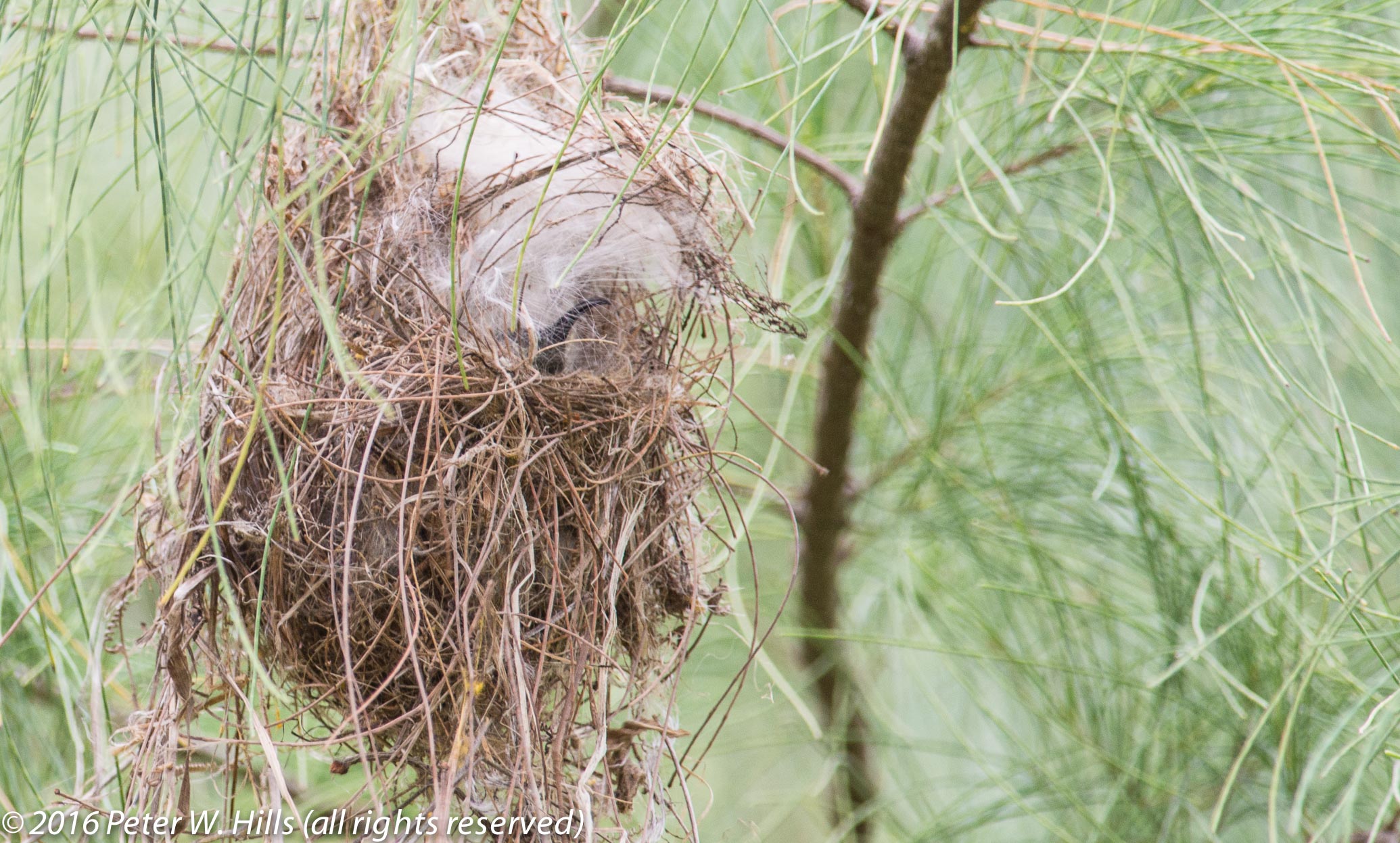Sunbird Seychelles (Cinnyris dussumieri) nest – Seychelles