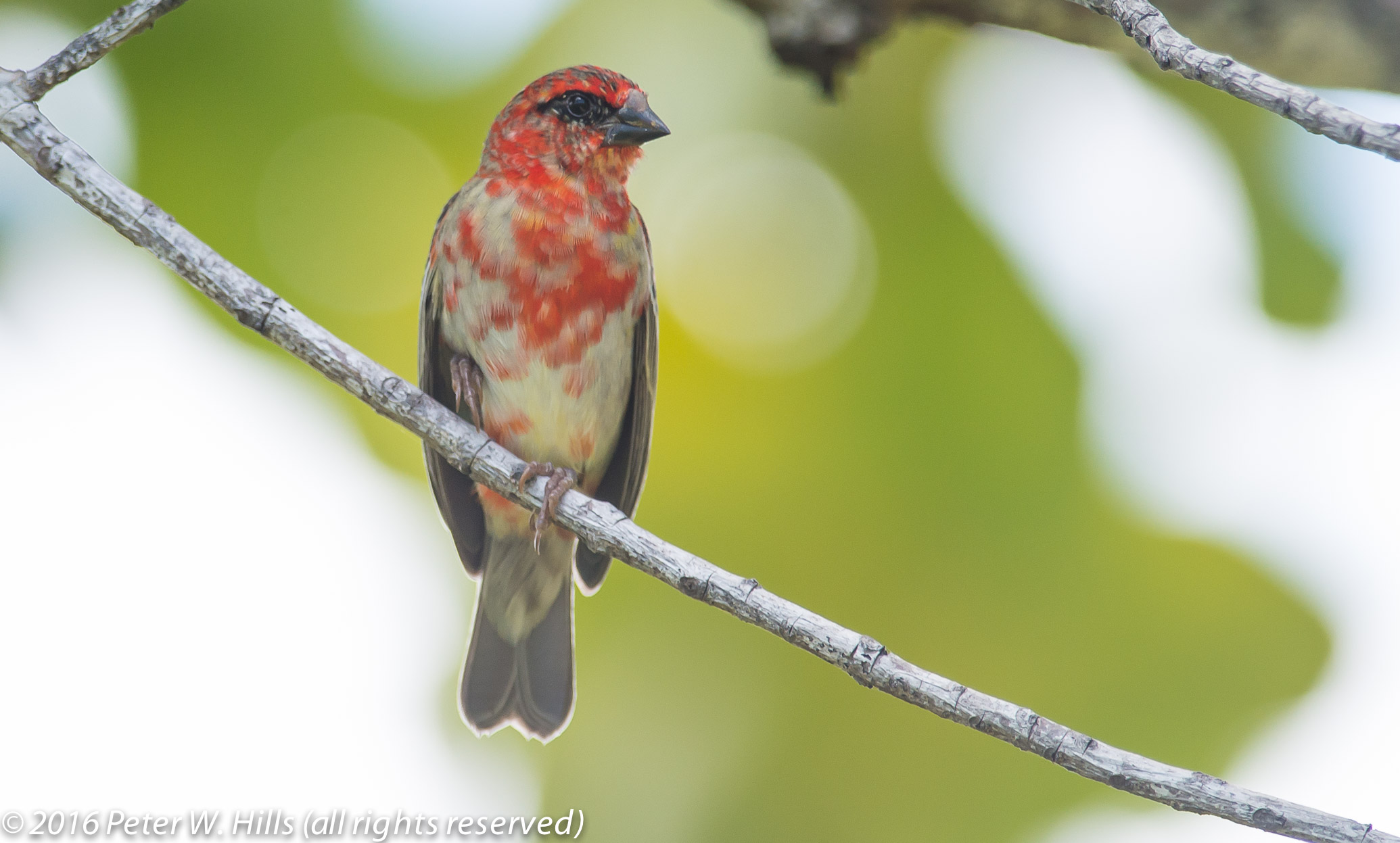 Fody Red (Foudia madagascariensis) male moulting – Seychelles