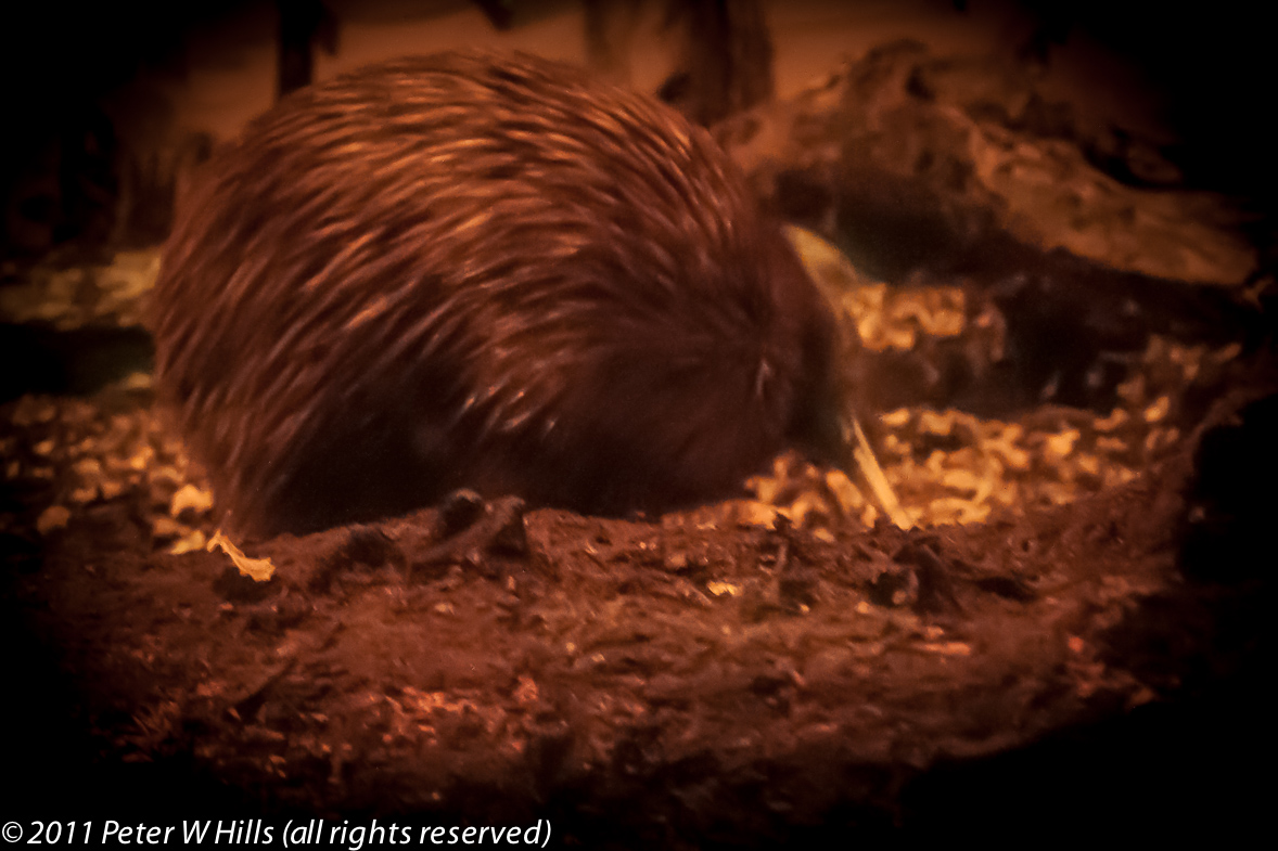 Kiwi Southern Brown (Apteryx australis) captive – New Zealand
