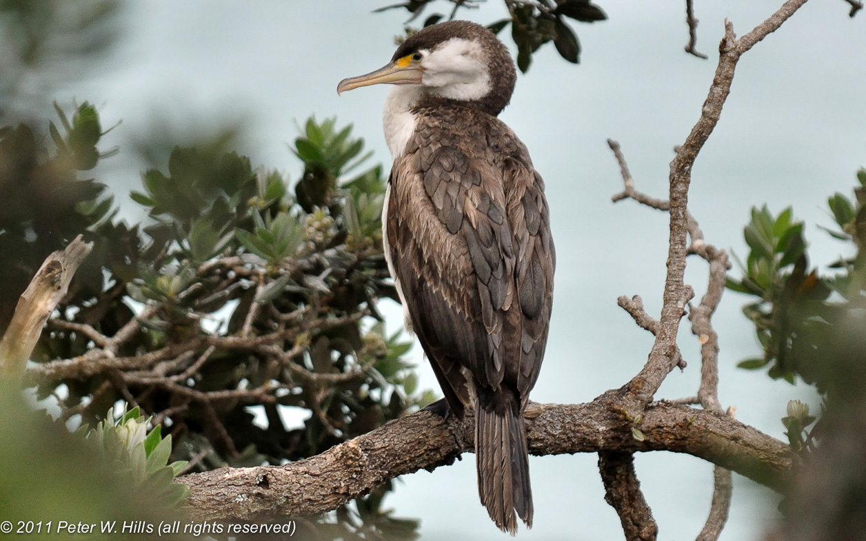 Cormorant Australian Pied (Phalacrocorax varius) adult – North Island, New Zealand