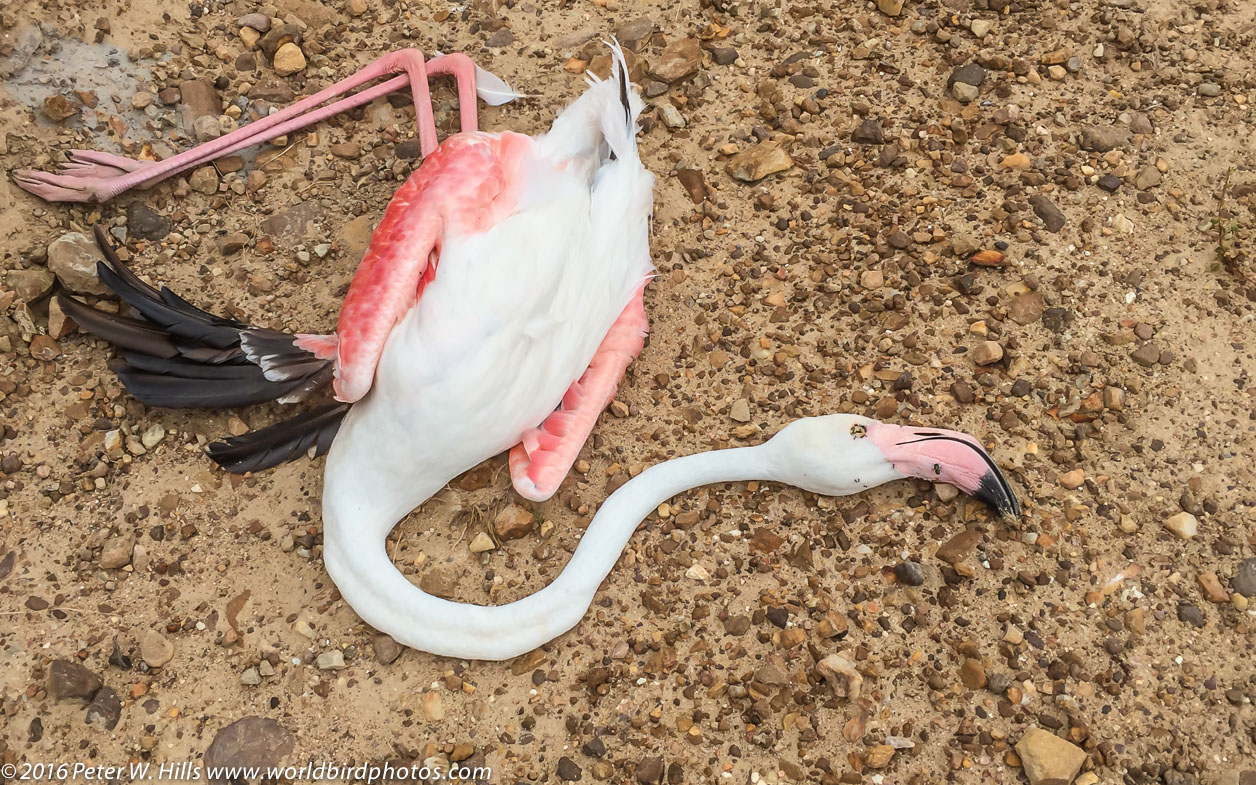Flamingo Greater (Phoenicopterus roseus) killed by power line - Cape West  South Africa - World Bird Photos