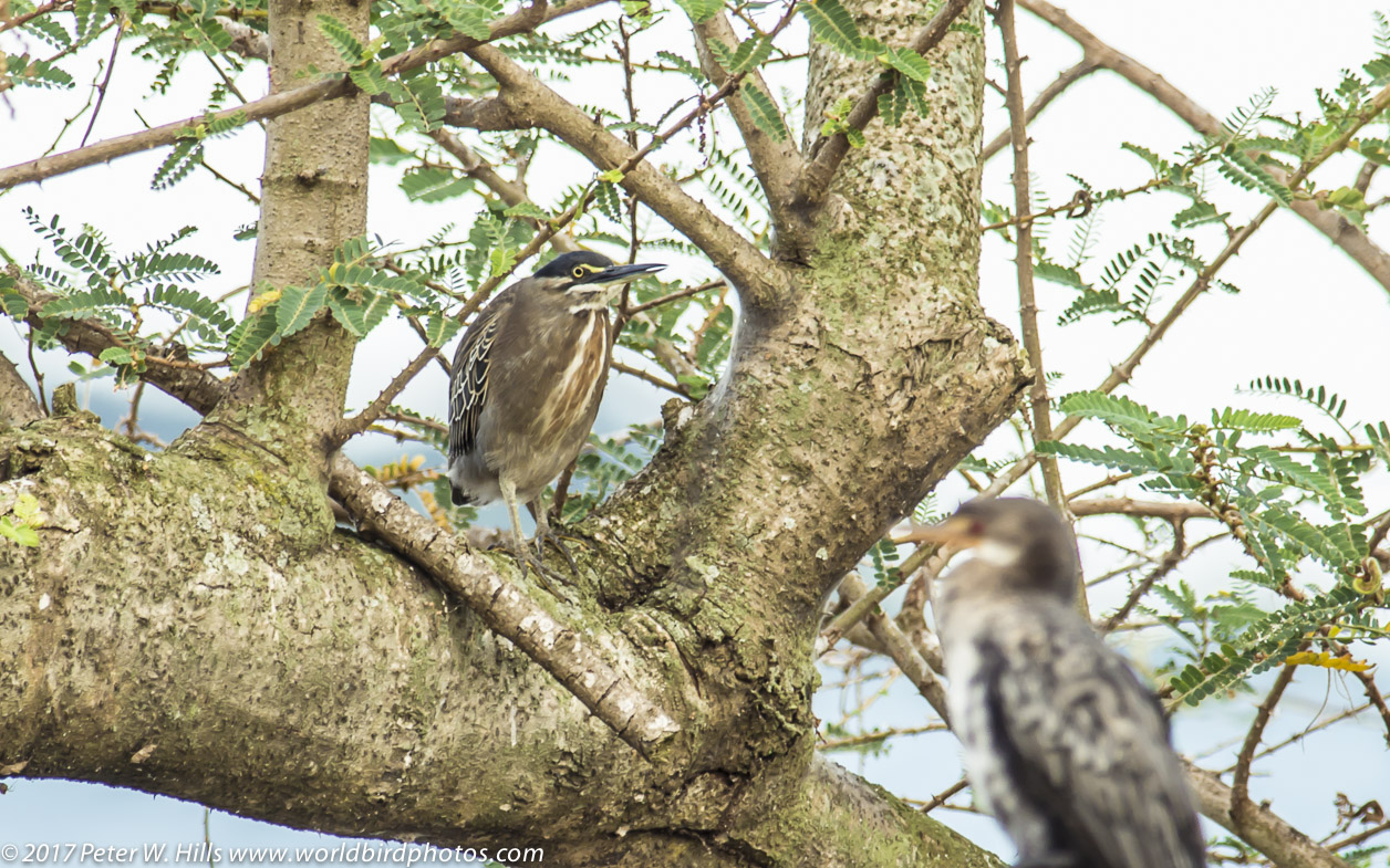Heron Striated (Butorides striata) – Uganda