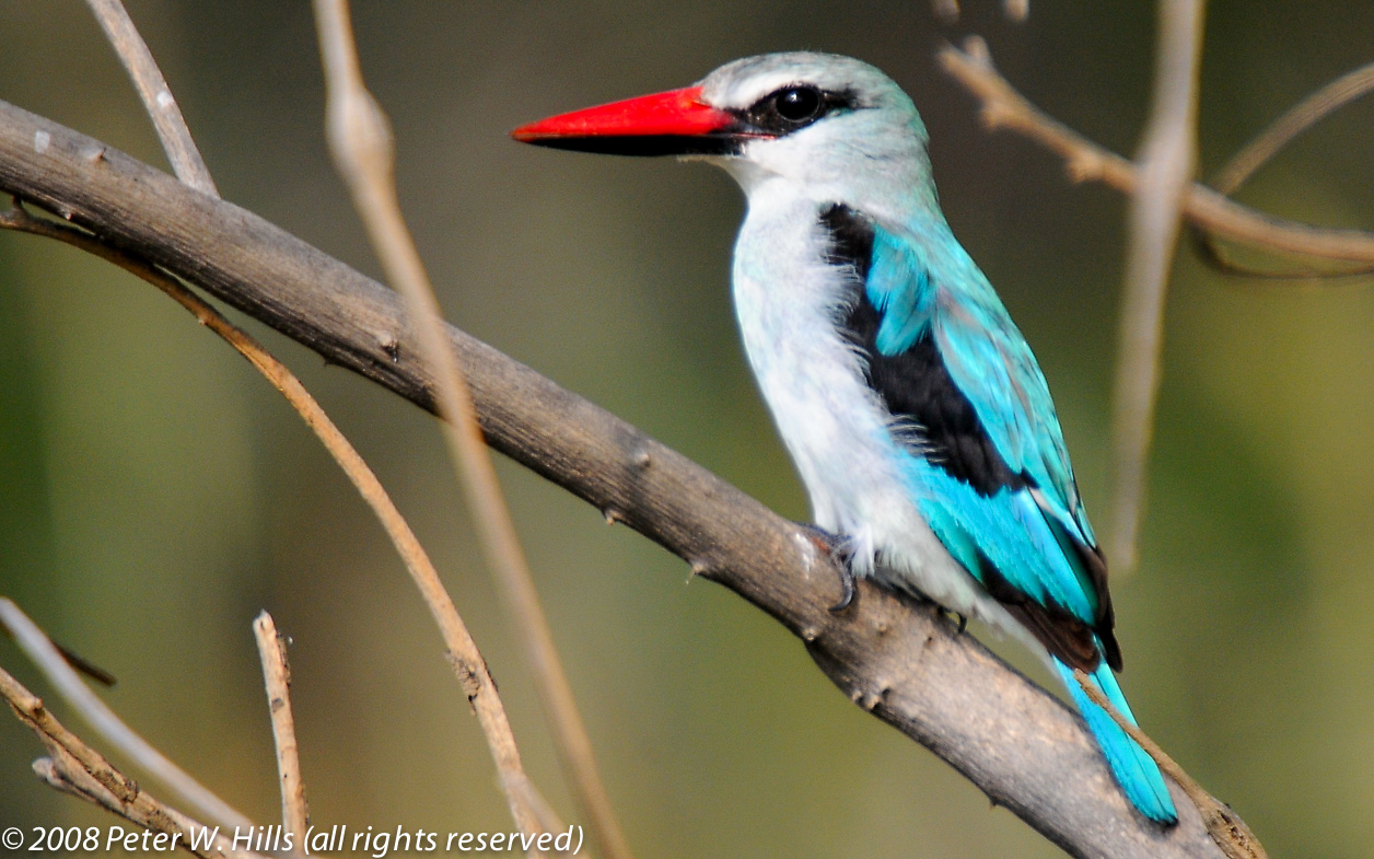Kingfisher Woodland (Halcyon cyanoleuca) – Limpopo South Africa