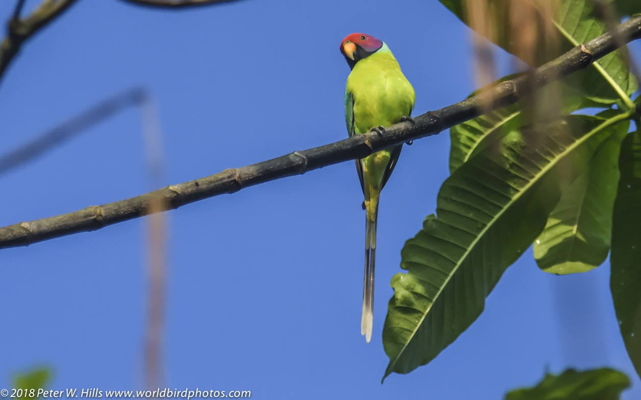 Parakeet Plum-headed (Psittacula cyanocephala) male – Sri Lanka