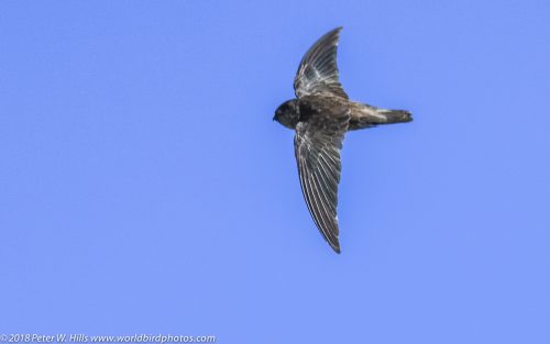 Swiftlet Indian (Aerodramus unicolor) in flight Sri Lanka World