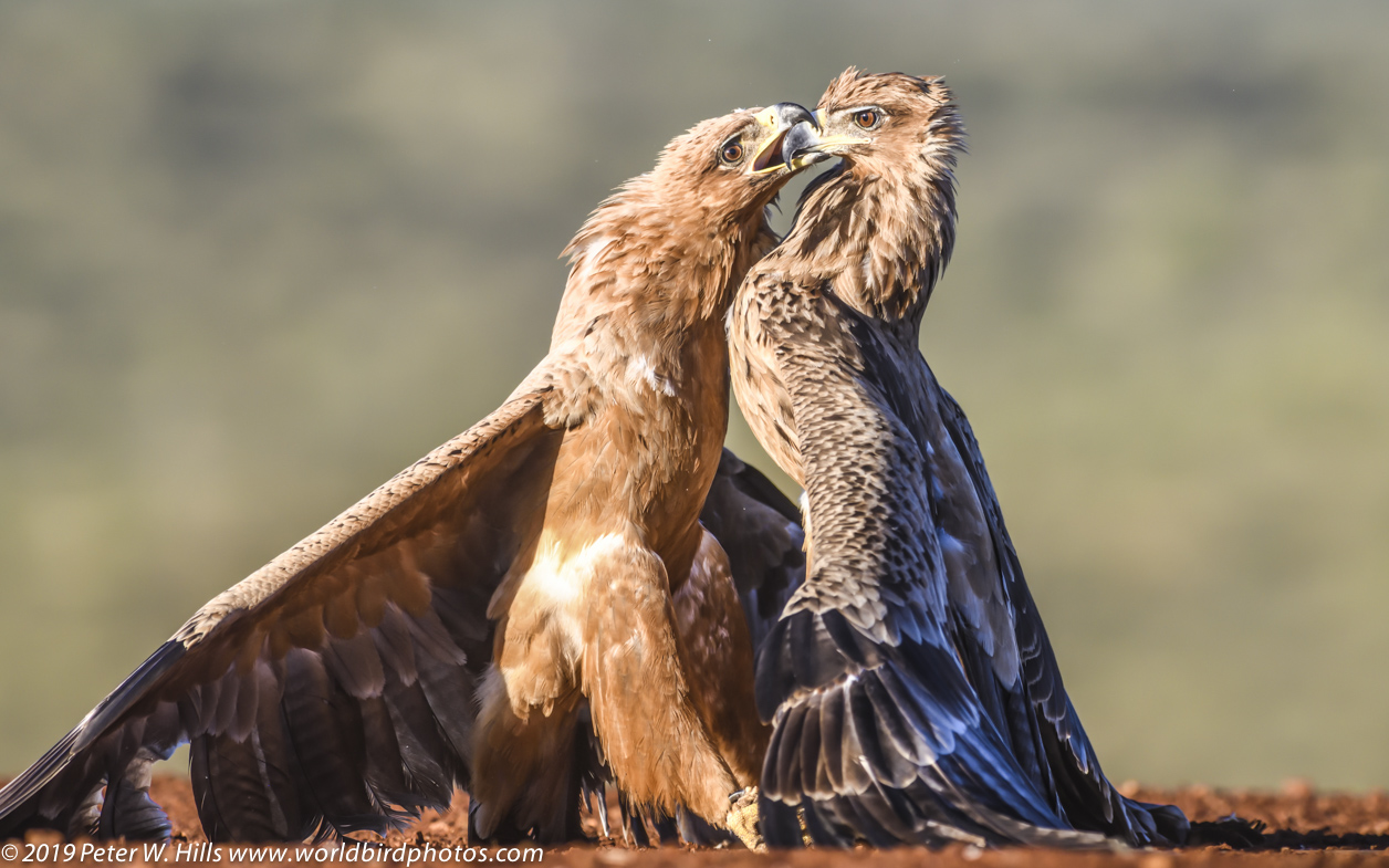 Eagle Tawny (Aquila rapax) jousting – KZN South Africa