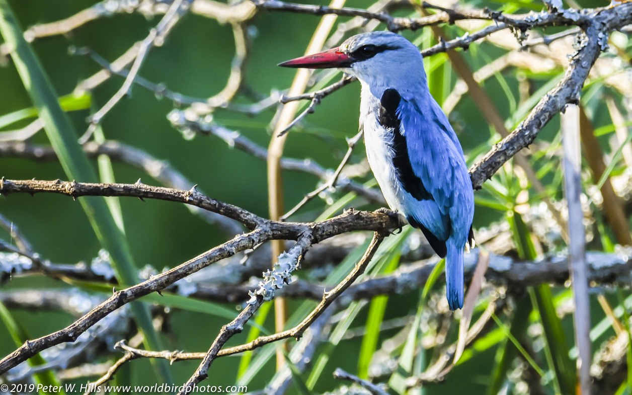 Kingfisher Woodland (Halcyon cyanoleuca) – KZN South Africa