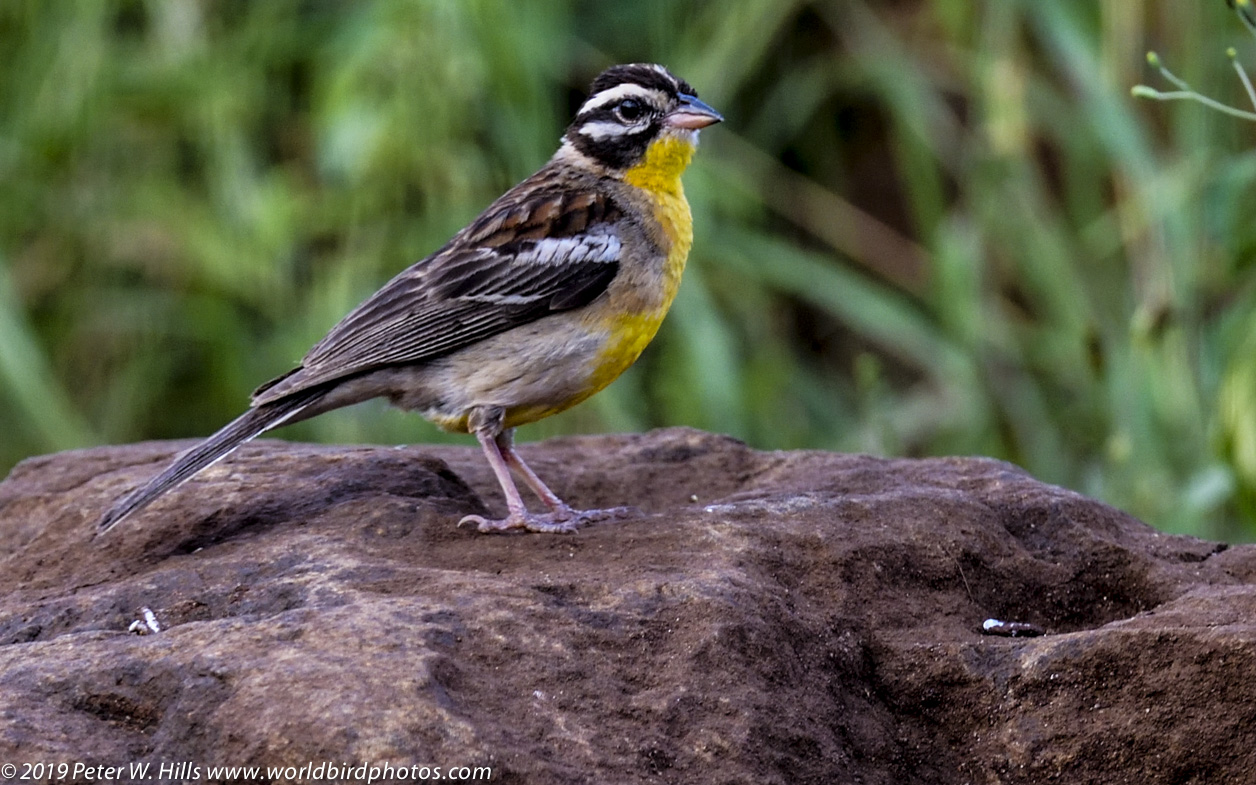 Bunting Golden-breasted (Emberiza flaviventris) female – KZN South Africa