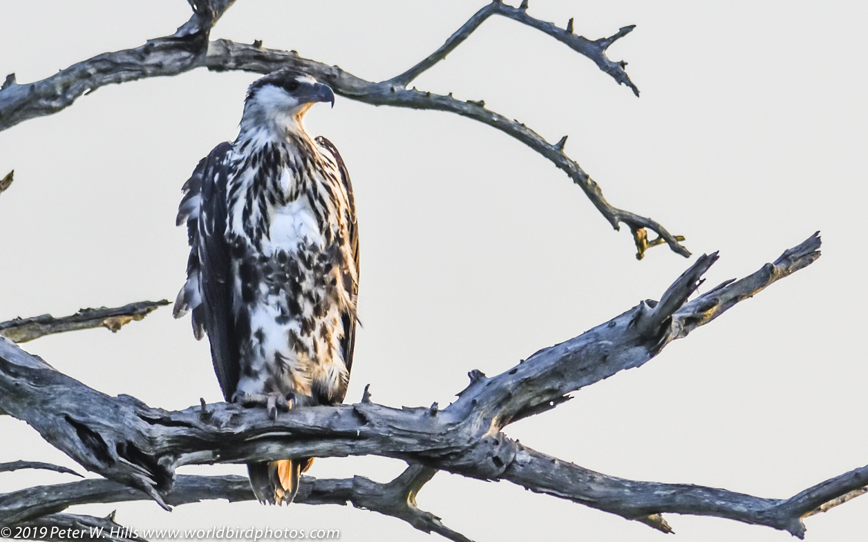 Buzzard Common (Buteo buteo) southern, grey morph – Kruger South Africa
