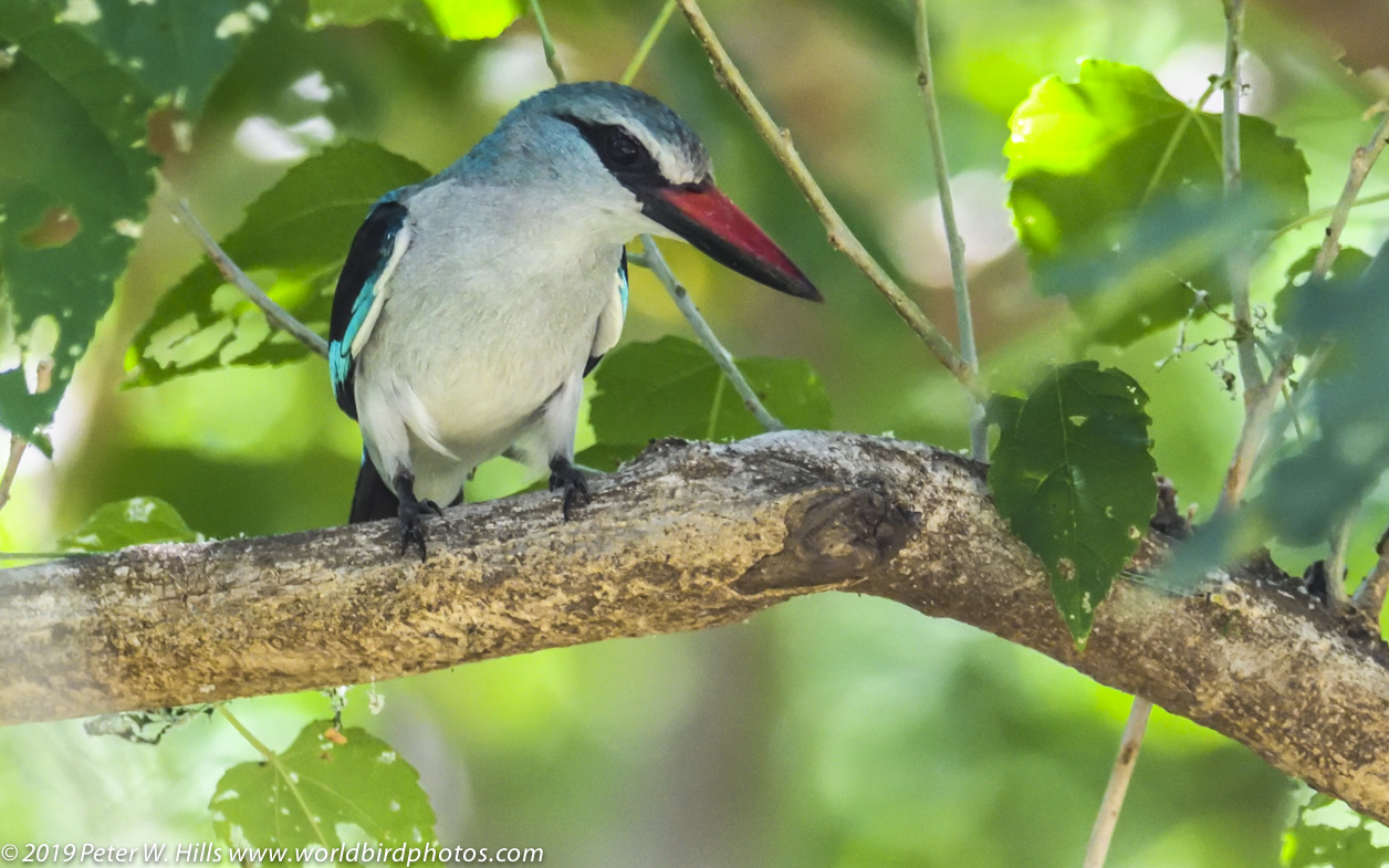 Kingfisher Woodland (Halcyon cyanoleuca) cyanoleuca split, frontal – Kruger South Africa