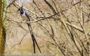 BCA07205a Jay Black-throated Magpie E2 Mazatlan Sinaloa Mexico April09 PM_P4198936